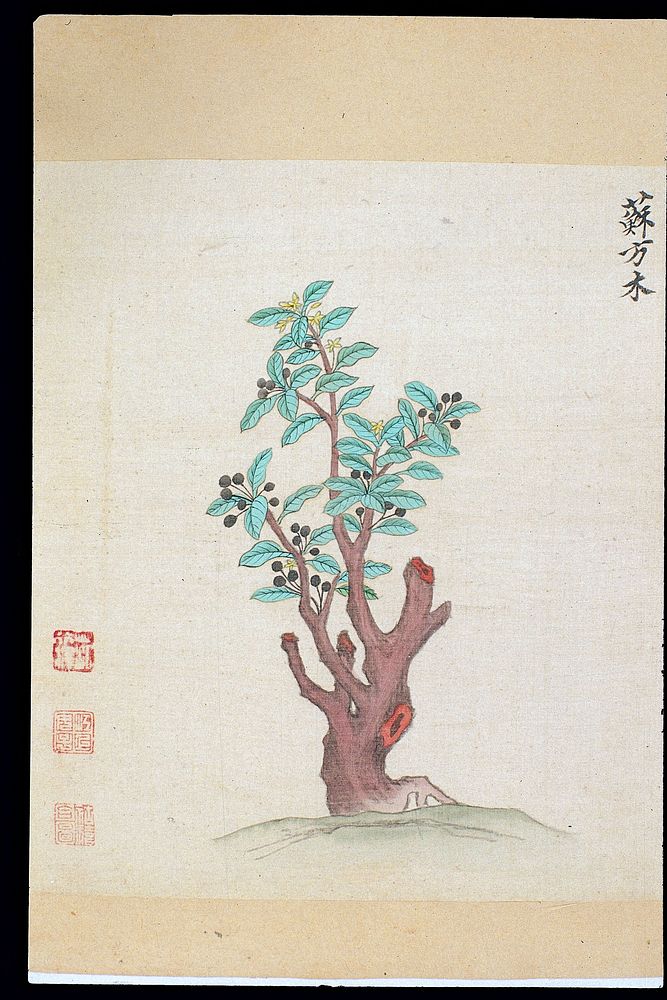 Ming herbal (painting): Sappan tree