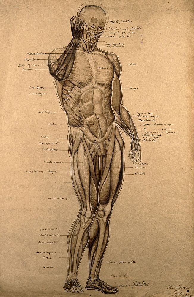 Male écorché, front view, with right hand raised to its face. Pen and ink drawing with wash and bodycolour, by H. Goodall…