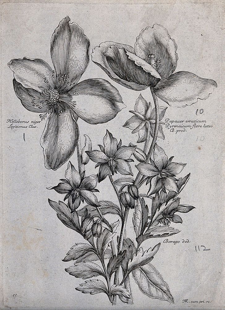 A Christmas rose (Helleborus niger), a poppy (Papaver species) and borage (Borago officinalis): flowering stems. Etching by…