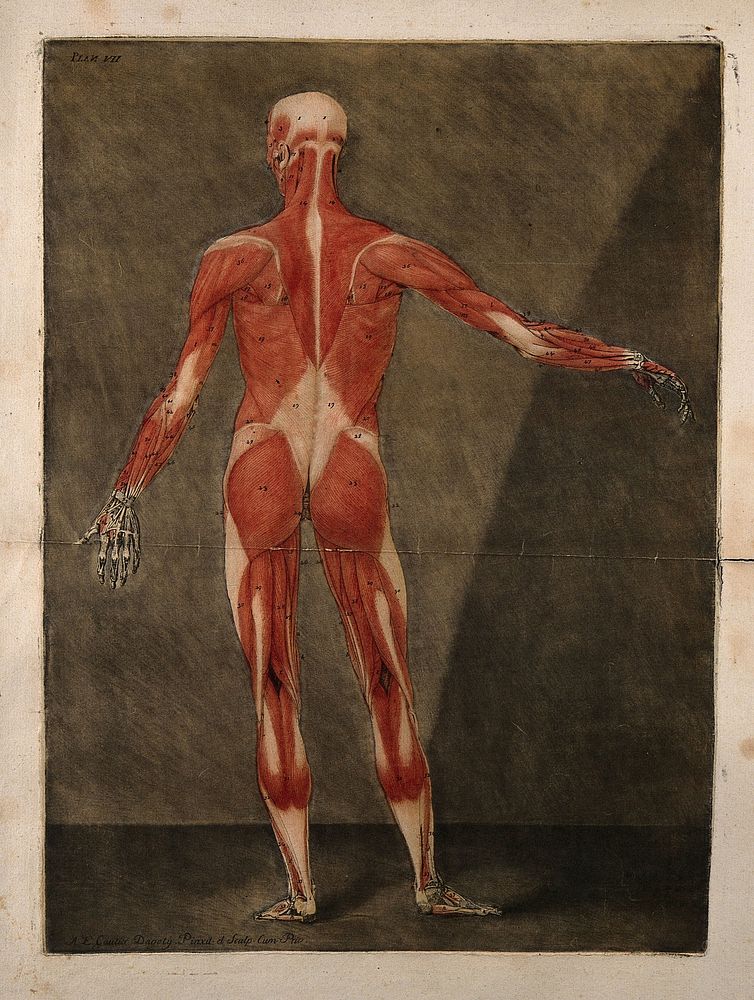 A standing écorché figure, seen from behind, showing the first layer of the muscles. Colour mezzotint by A. E. Gautier…