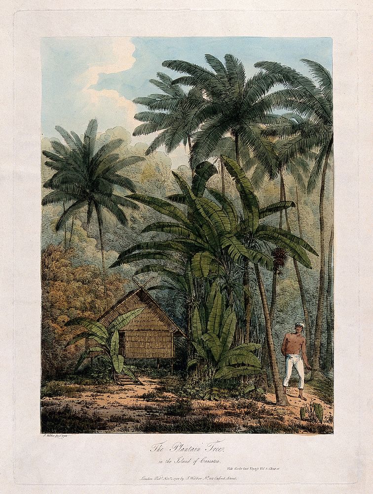 Krakatoa: plantain trees (Musa x paradisiaca) and coconut palms (Cocos nucifera) in a forest clearing, with native man and…