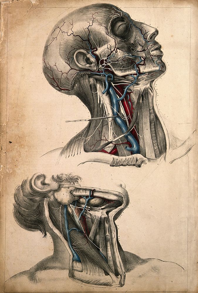 Muscles and blood vessels of the head and neck: two figures of a dissection. Coloured lithograph by G.E. Madeley after A.A.…