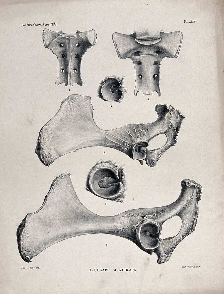 Bones and cross-sections of bones of an okapi and a giraffe. Lithograph by J. Green.