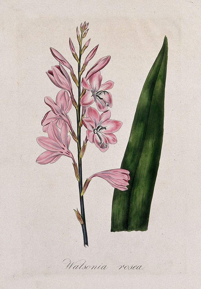 A plant (Watsonia rosea): flowering stem and leaf. Coloured lithograph.