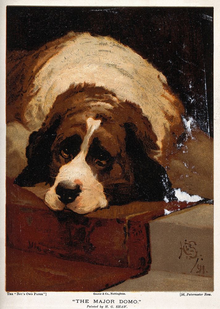 A St Bernard dog resting on the steps of a staircase. Chromolithograph, 1895, after a painting by H.G Shaw, 1891.