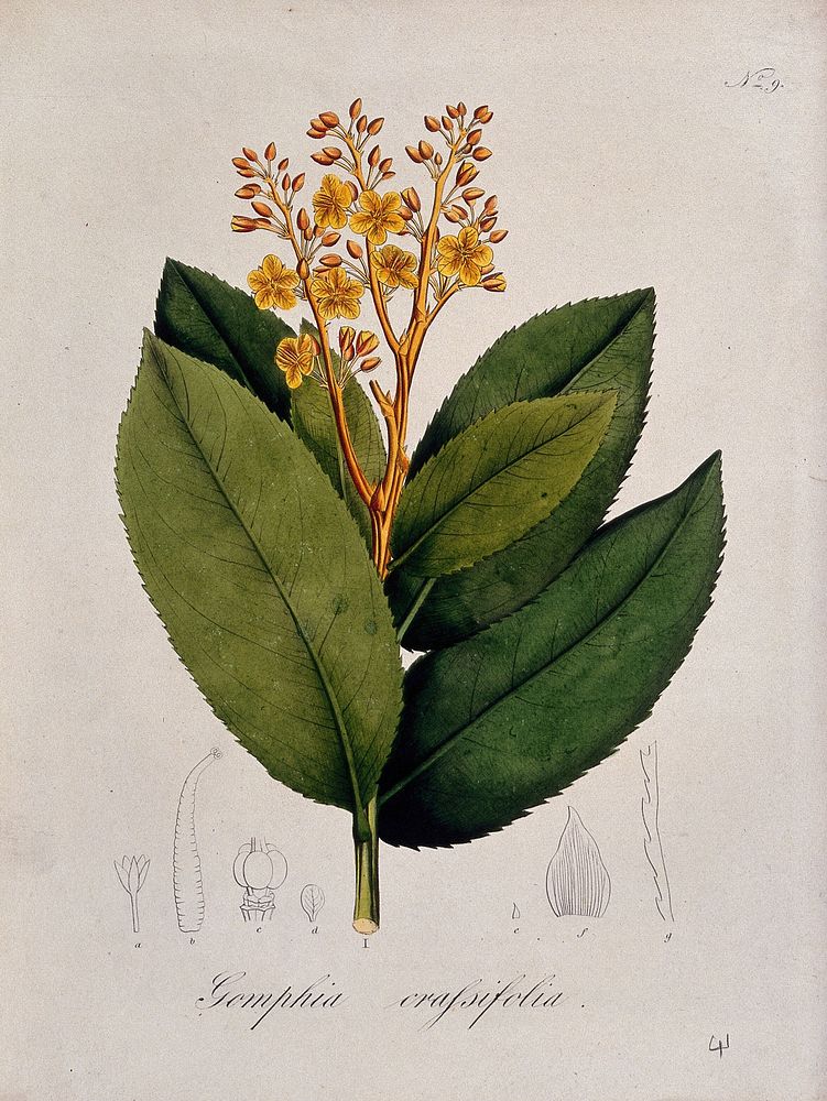 A tropical plant (Gomphia crassifolia): flowering stem and floral segments. Coloured lithograph.