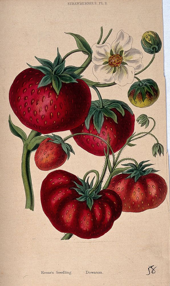 Two strawberry plants (Fragaria cultivars): fruit and flowers. Coloured aquatint, c. 1839.