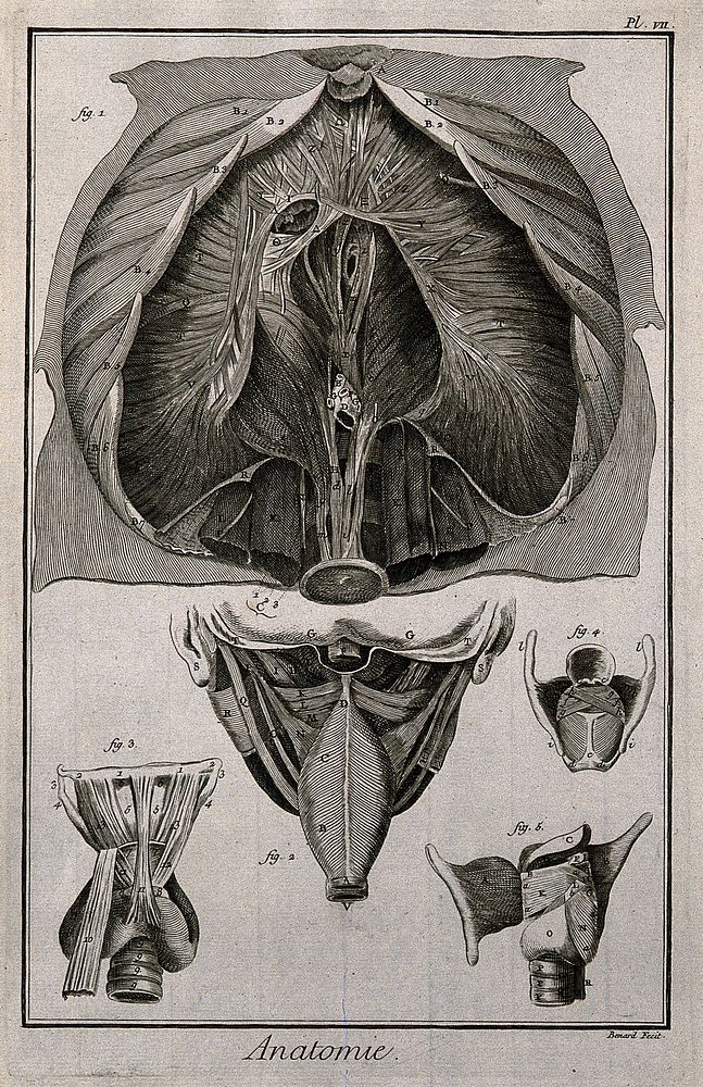 The diaphragm (fig. 1) after Haller, the pharynx, seen from the back and the larynx seen from the front (figs 2-3), after…