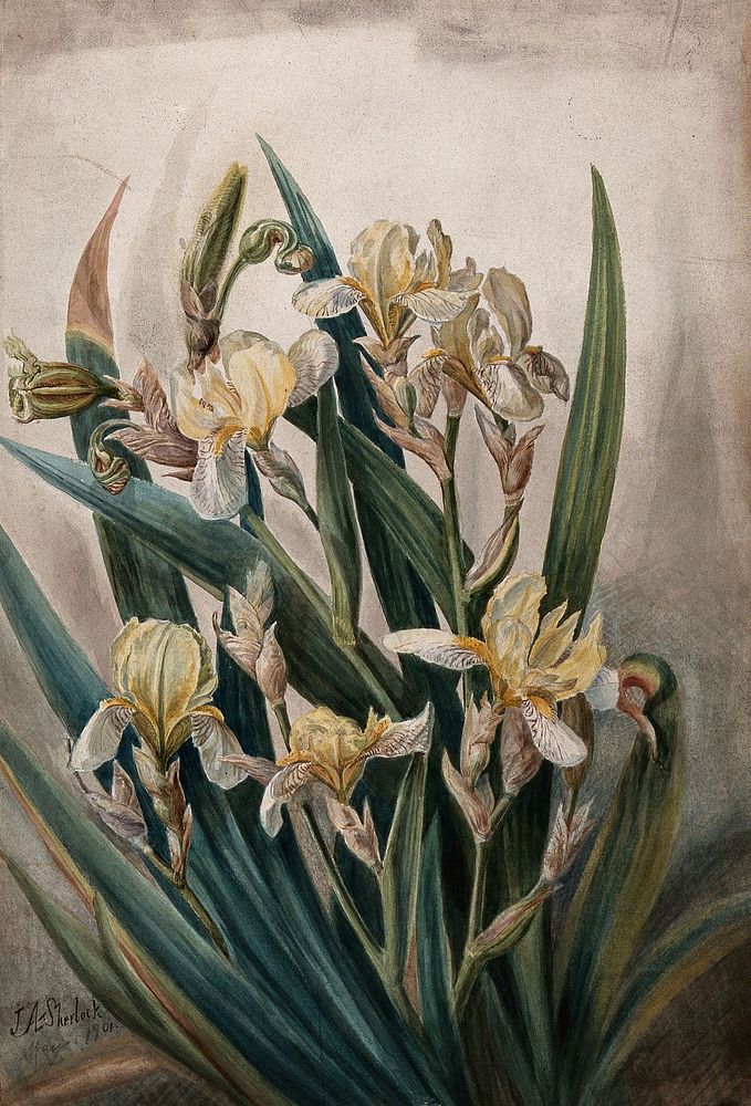 Cream iris flowers. Watercolour by J. A. Sherlock, 1901.