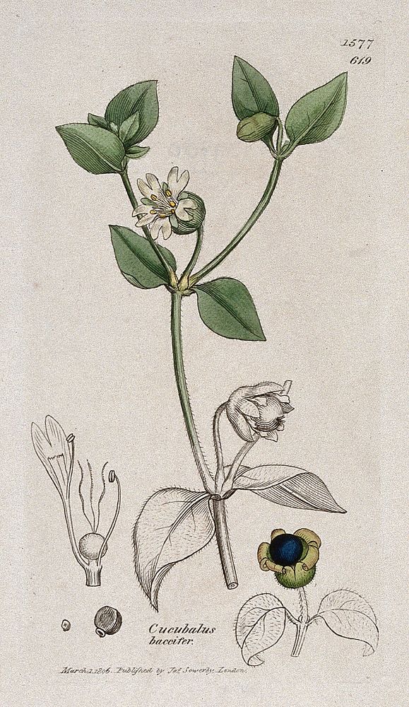 A plant (Cucubalus baccifer): flowering stem, fruit and floral segments. Coloured engraving after J. Sowerby, 1806.