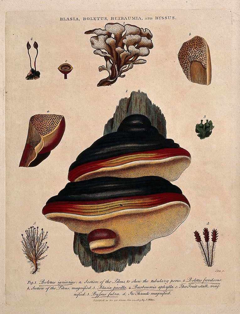 Five fungi, including two Boletus species, with anatomical detail. Coloured etching by J. Pass, c. 1809, after J. Ihle.