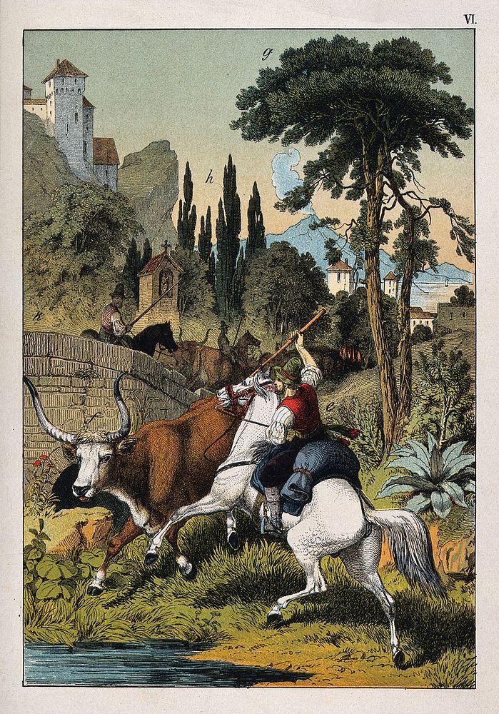 A mounted peasant trying to redirect a long-horned bull to its herd. Colour line block.