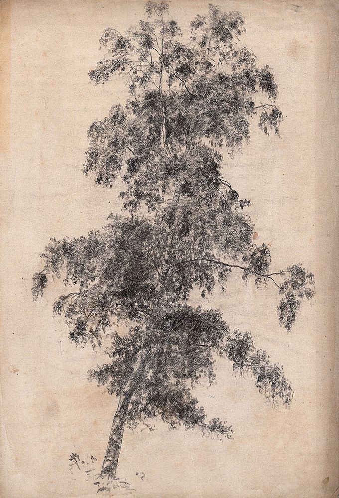 A tree, possibly siver birch (Betula pendula). Pencil drawing.