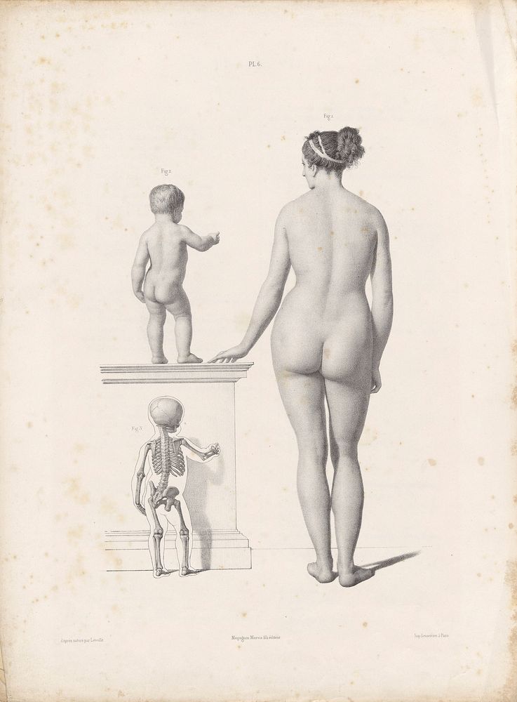 The anatomy of the external forms of man : intended for the use of artists, painters and sculptors / By J. Fau ; edited with…
