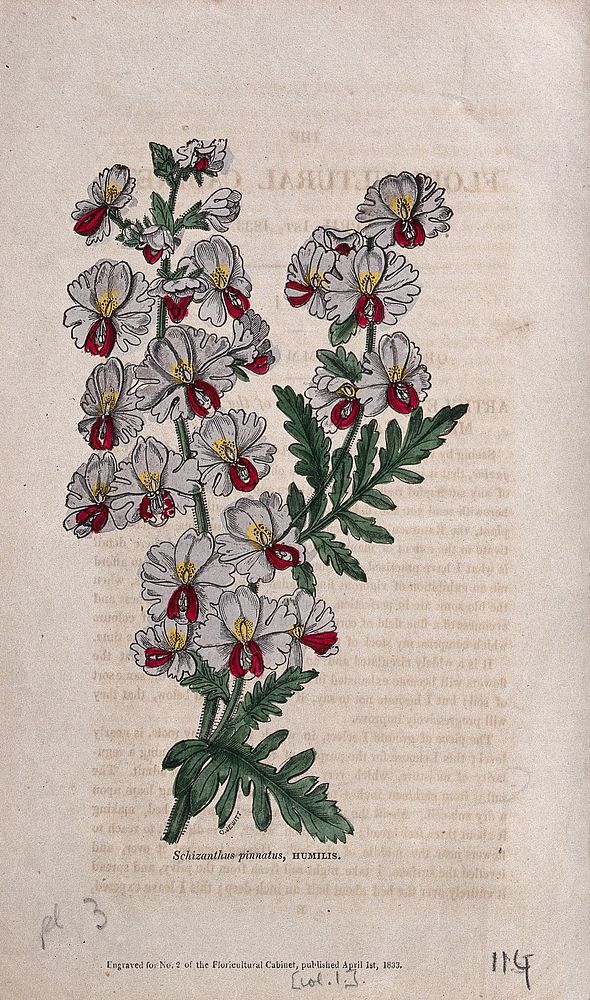 Poor man's orchid or butterfly flower (Schizanthus pinnatus): flowering stem. Coloured engraving, 1833.