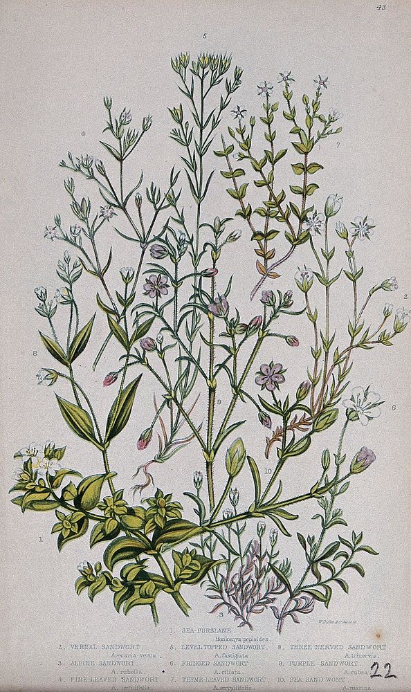 Six flowering plants: five types of sandwort (Arenaria species) and a sea purslane (Honkenya peploides). Chromolithograph by…