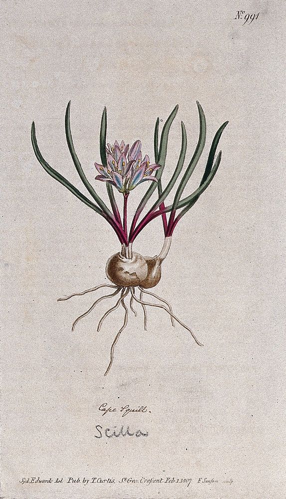 A plant (Hyacinthus corymbosus): flowering plant. Coloured engraving by F. Sansom, c. 1807, after S. Edwards.
