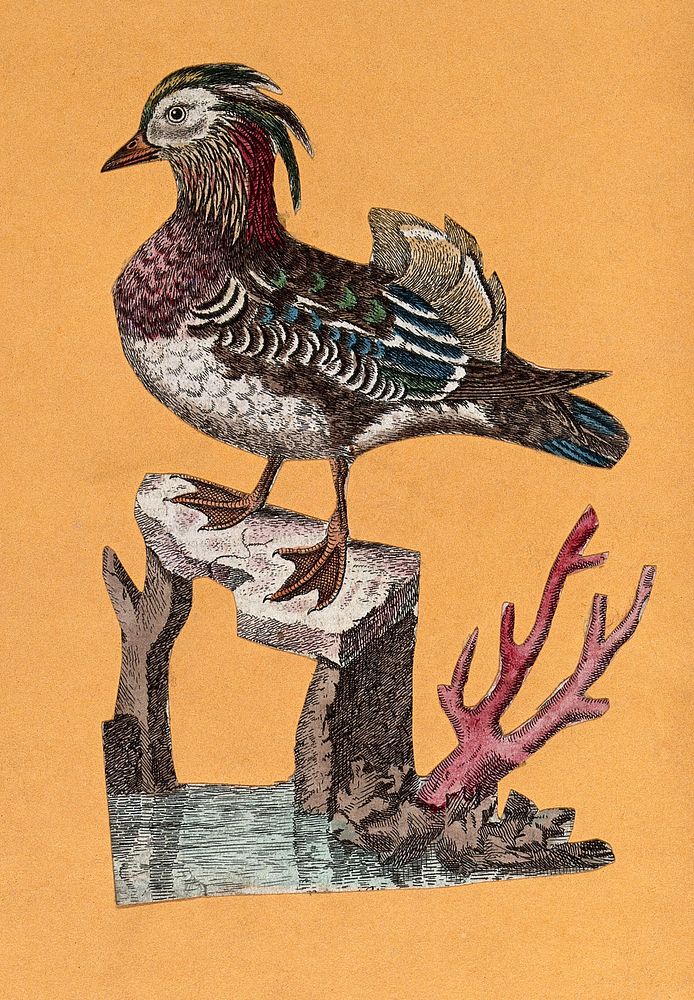 An unidentified water bird. Coloured etching.