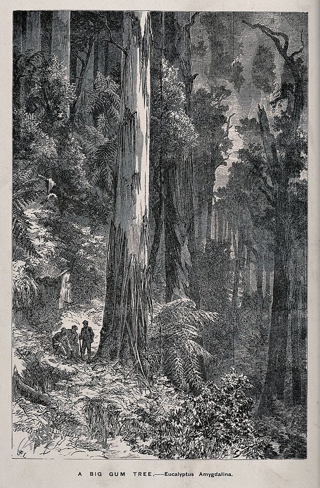 Three men standing by the huge trunk of an Australian mountain ash tree (Eucalyptus amygdalina), in a forest. Wood…