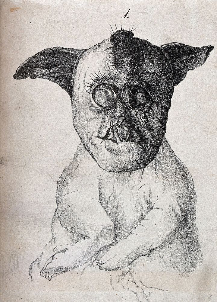 Dog with congenital defects. Lithograph.