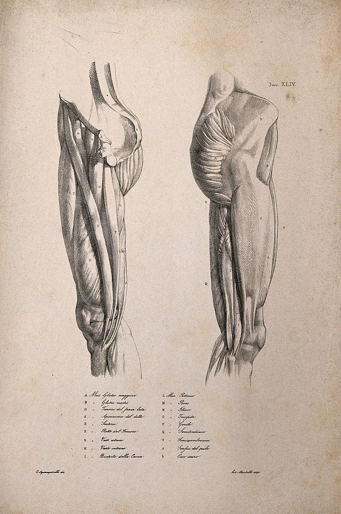 Muscles and bones of the upper leg and pelvis: two figures. Lithograph by Martelli after C. Squanquerillo, 1840.