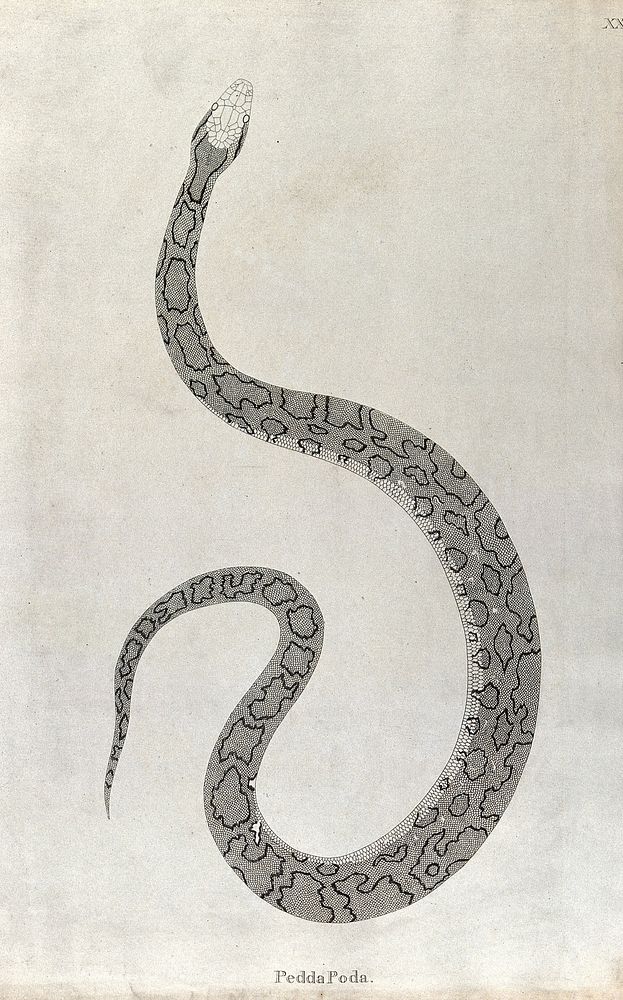 An Indian snake: Pedda Poda. Engraving by W. Skelton, ca. 1796.