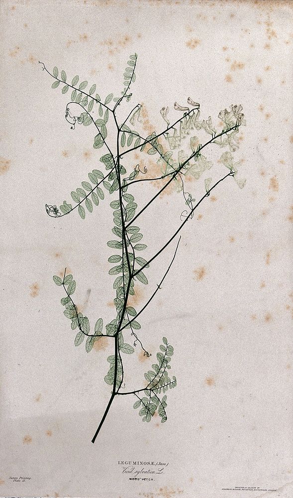 Vetch plant (Vicia species): flowering stem. Colour nature print by H. Bradbury.