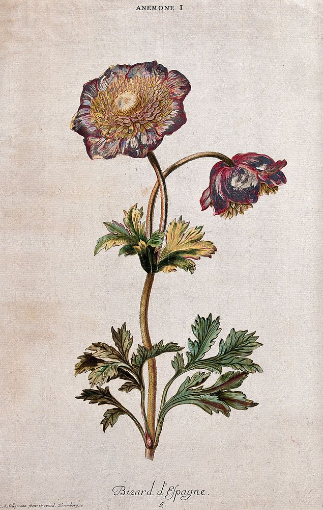 Anemone plant: flowering stem. Coloured engraving by J. S. Seligmann, c. 1768, after himself.