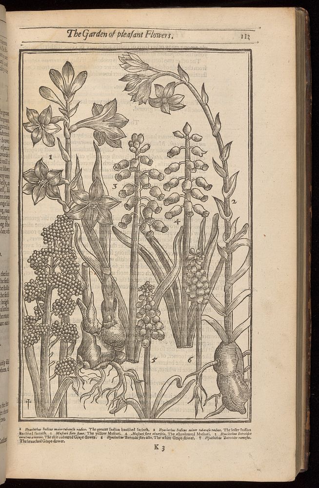 Illustration of hyacinths. Woodcut, 1629.