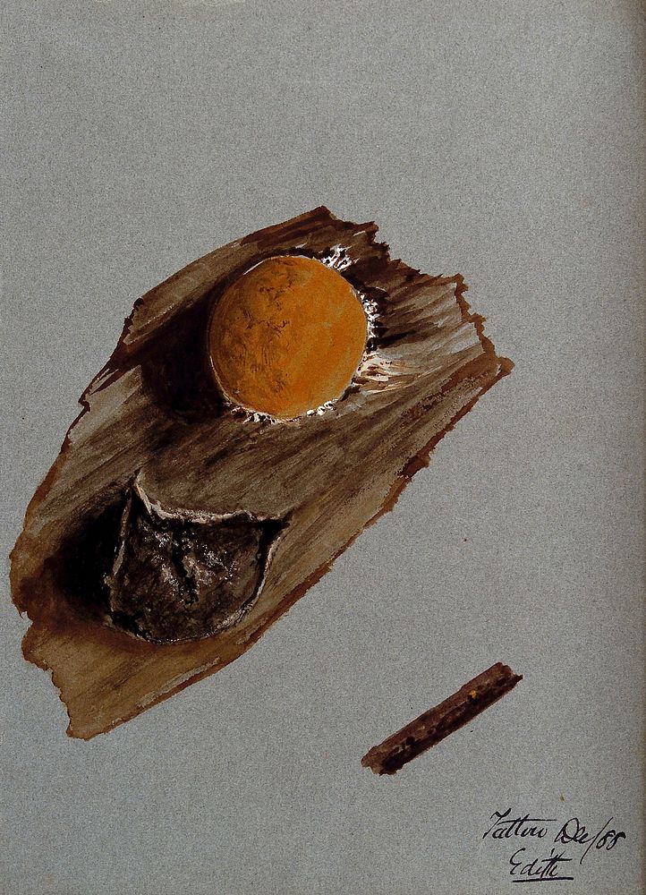 An unidentified fungus: one fruiting body on wood, both life sized and enlarged. Watercolour by E. Wheeler, 1888.
