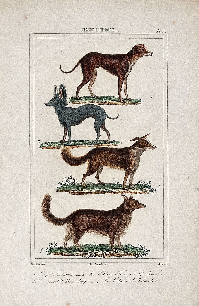 Four different dogs, including a great dane and an alsatian. Coloured etching by L. F. Couché and J. D. E. Canu after A.C.…