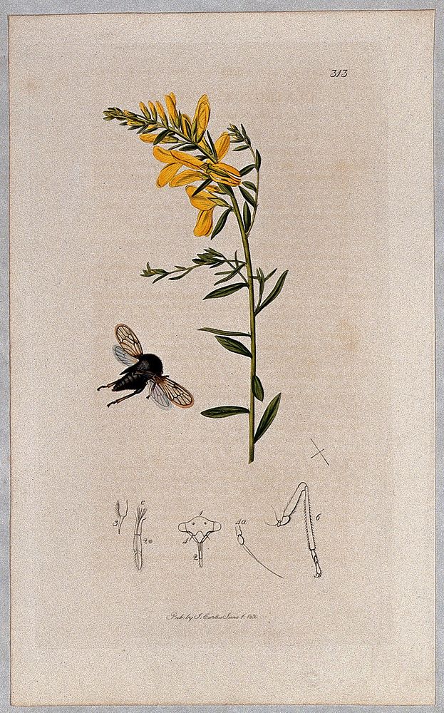 Dyer's greenweed plant (Genista tinctoria) with an associated insect and its anatomical segments. Coloured etching, c. 1830.