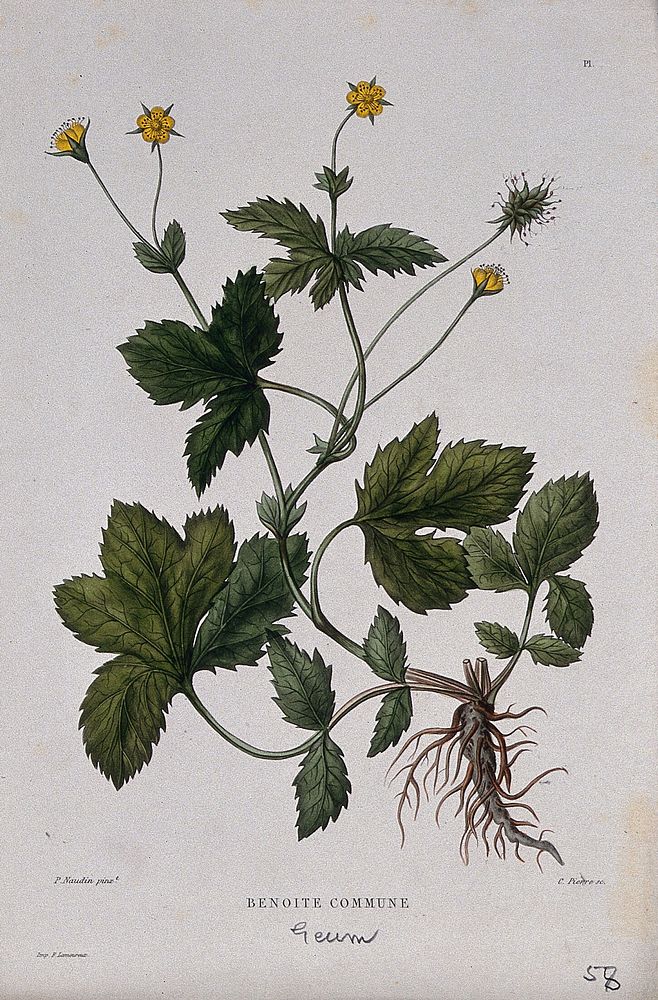 Wood avens (Geum urbanum): entire flowering and fruiting plant. Coloured etching by C. Pierre, c. 1865, after P. Naudin.