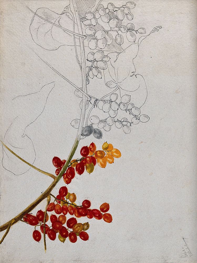Black bryony (Tamus communis): fruiting stem. Partially coloured pen drawing.