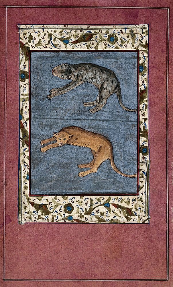 A lion and a leopard . Gouache painting by a Persian artist.