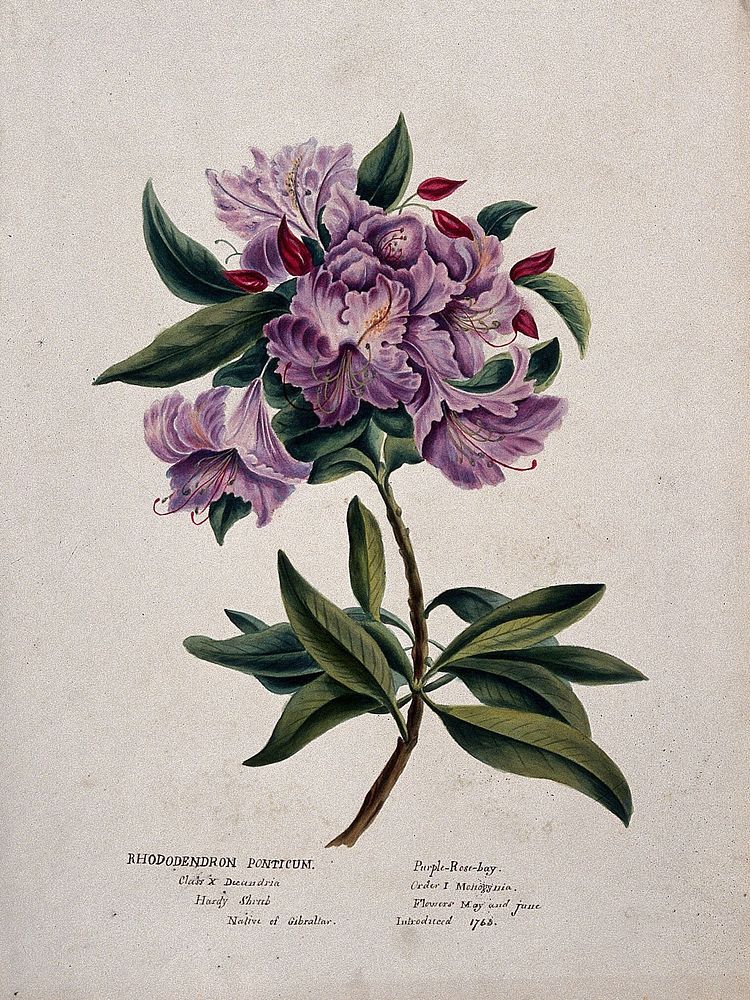 Rhododendron (Rhododendron ponticum): flowering stem. Watercolour, ca. 1850 .