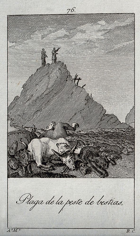 The murrain of beasts. Engraving by R. Camaron after A. Martinez.
