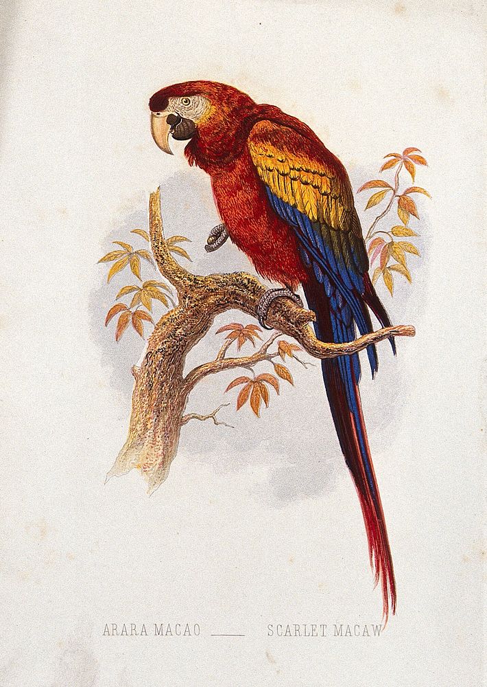 A scarlet macaw (Arara macao). Colour lithograph, ca. 1875.