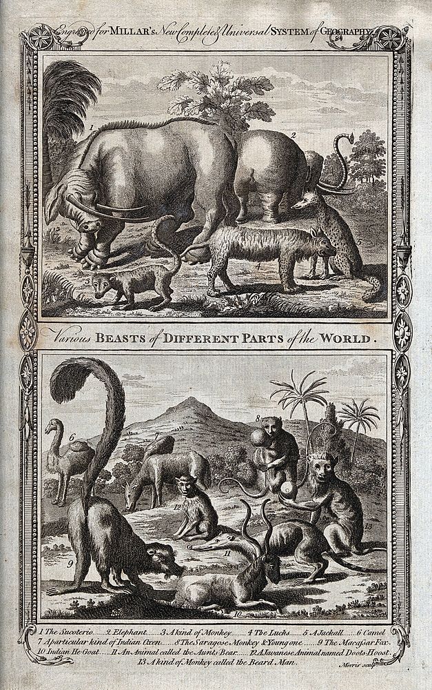 Animals from different parts of the world, including an elephant, a lynx, a camel and a jackall. Etching by T. Morris.