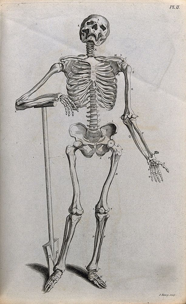 A skeleton leaning on a spade. Line engraving by J. Tinney, 1743, after A. Vesalius, 1543.