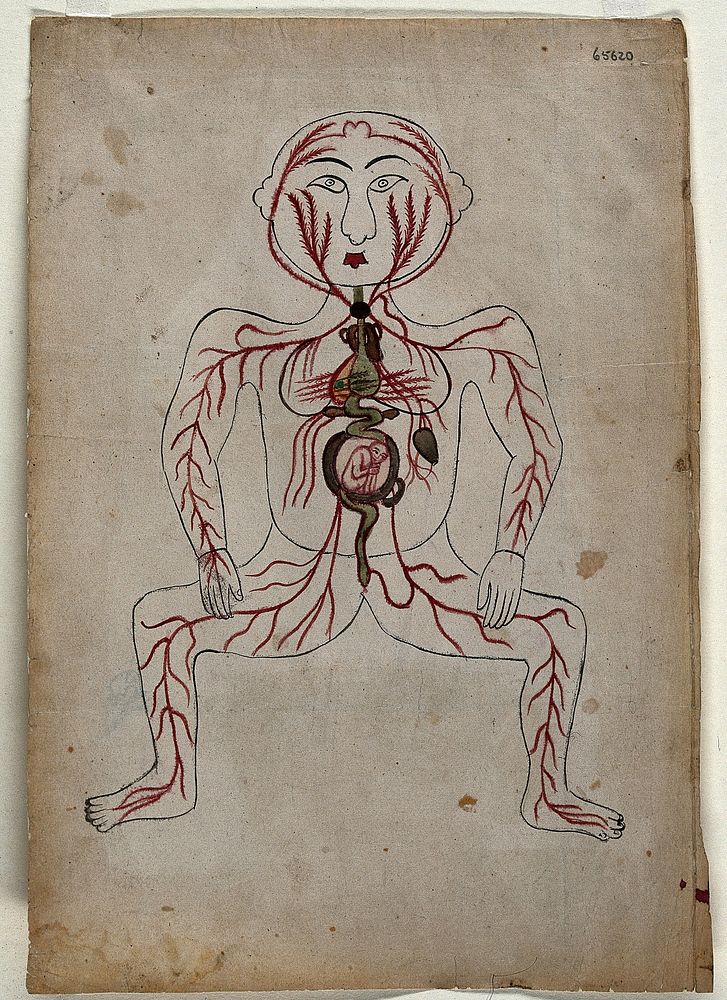 The arteries of the human body with a foetus in the womb. Watercolour by a Persian artist.