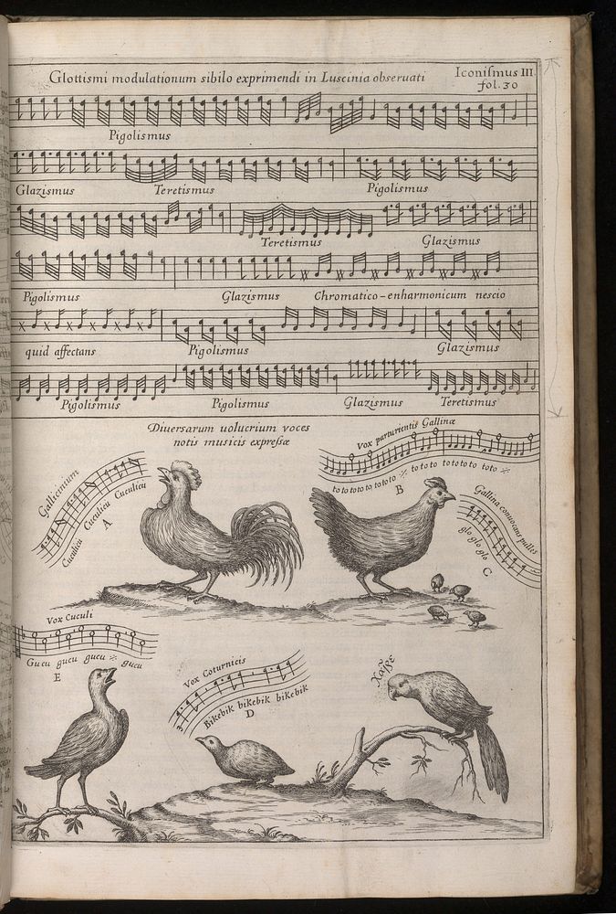 First songbird transcription. A. Kircher, 1650.