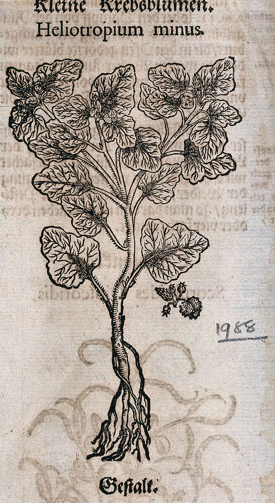 A heliotrope (Heliotropium minus): entire flowering plant. Woodcut.