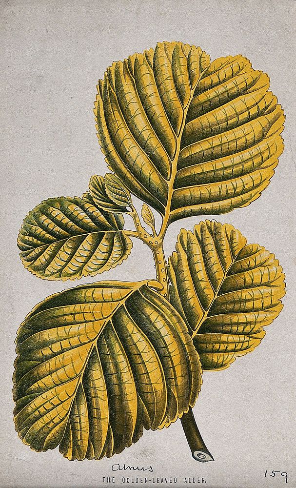 Golden-leaved alder (Alnus species): leafy shoot. Chromolithograph, c. 1870, after H. Briscoe.
