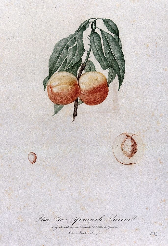 Peach (Prunus species): fruiting branch with halved fruit and seed. Colour stipple engraving by L. Giarrè, c. 1817, after D.…
