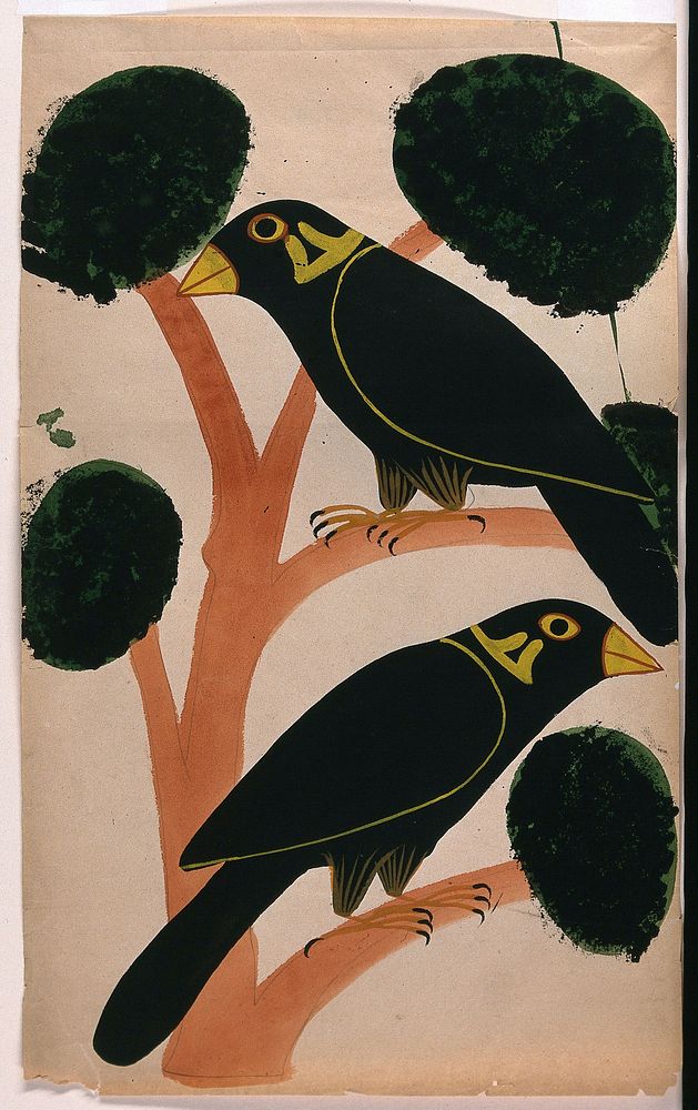 Two large crows perch on the branches of a tree. Gouache painting by an Indian artist, 18--.