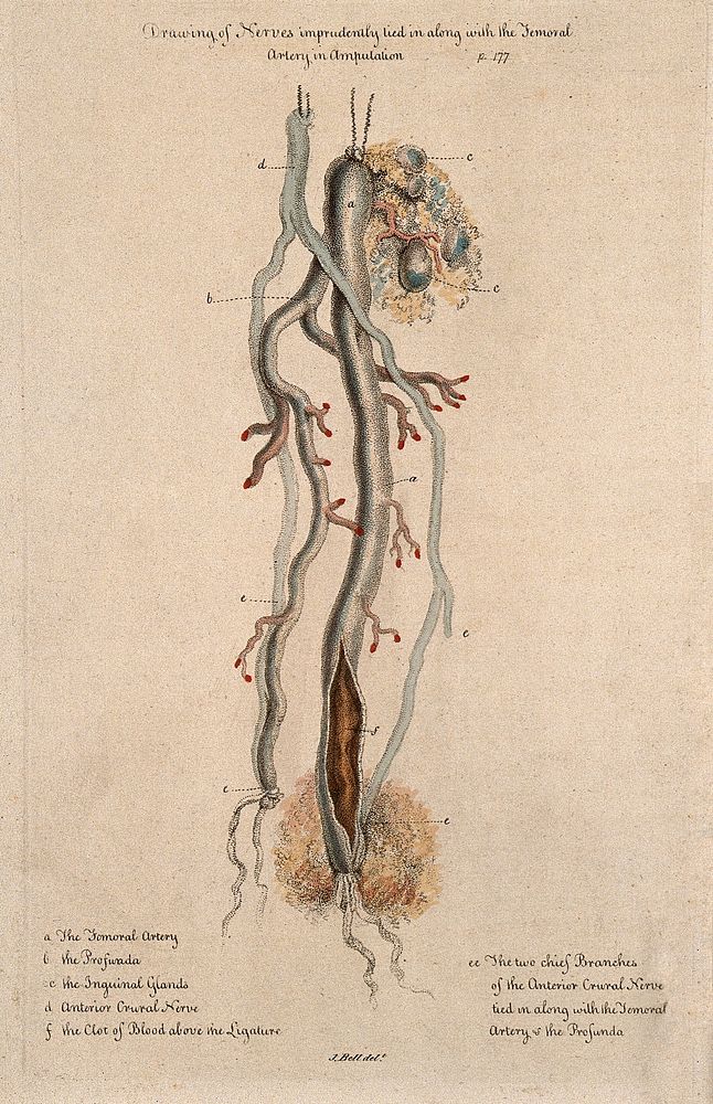 An amputated nerve and artery, lettered for key. Coloured stipple etching after J. Bell, c. 1810 .