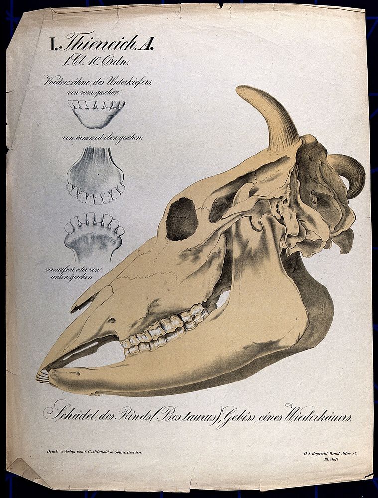Skull of a cow, with three details showing the teeth. Chromolithograph by H.J. Ruprecht, 1877.