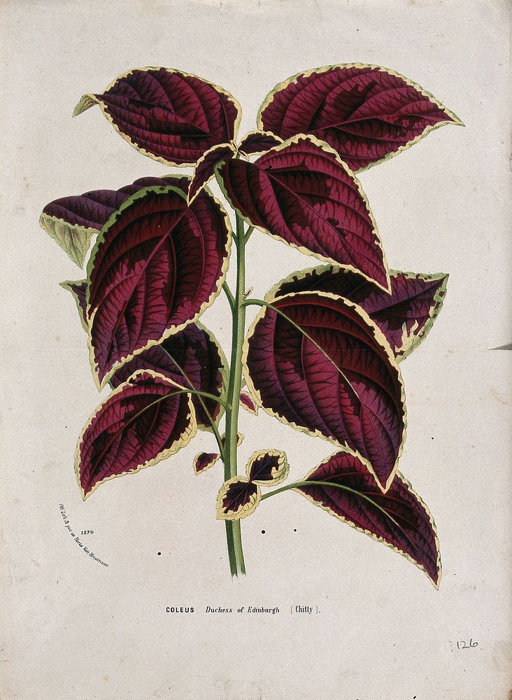 Coleus plant (Solenostemon scutellarioides): leafy stem. Chromolithograph by L. van Houtte, c. 1877.