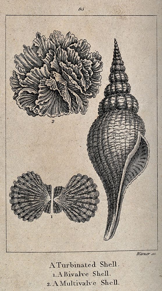 A turbinated shell, a bivalve shell and a multivalve shell. Etching by G. Warner.